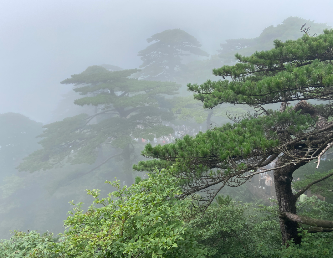 登临黄山2.png